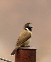 IMG_3209a